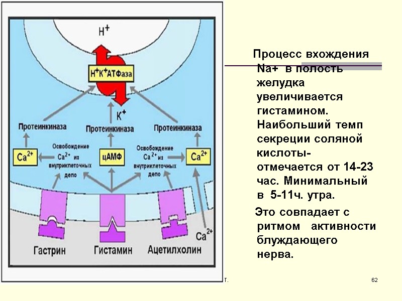 Процесс вхождения Na+  в полость желудка увеличивается гистамином. Наибольший темп секреции соляной кислоты-